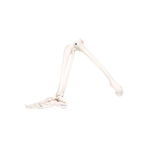 3B Anatomical Model - Loose Bones, Leg Skeleton, Right